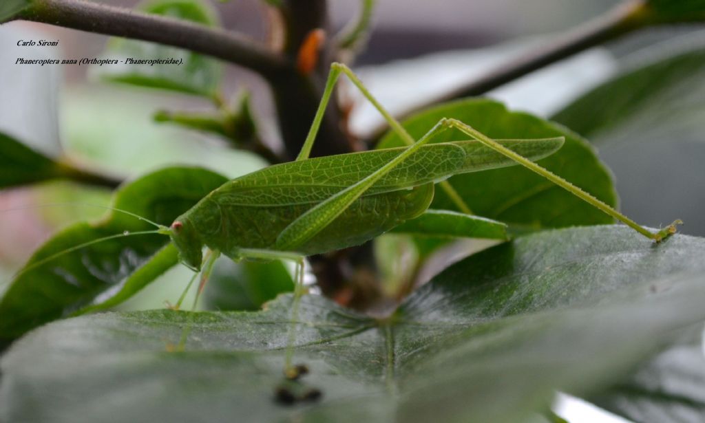 Phaneroptera nana